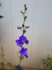 Delphinium hesperium