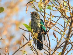 Chrysococcyx maculatus