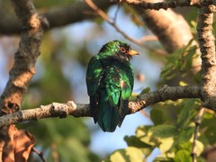 Chrysococcyx maculatus