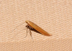 Caloptilia invariabilis