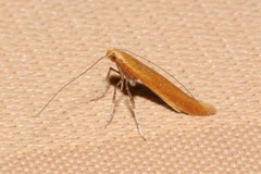 Caloptilia invariabilis