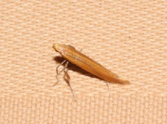 Caloptilia invariabilis