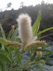 Salix melanopsis