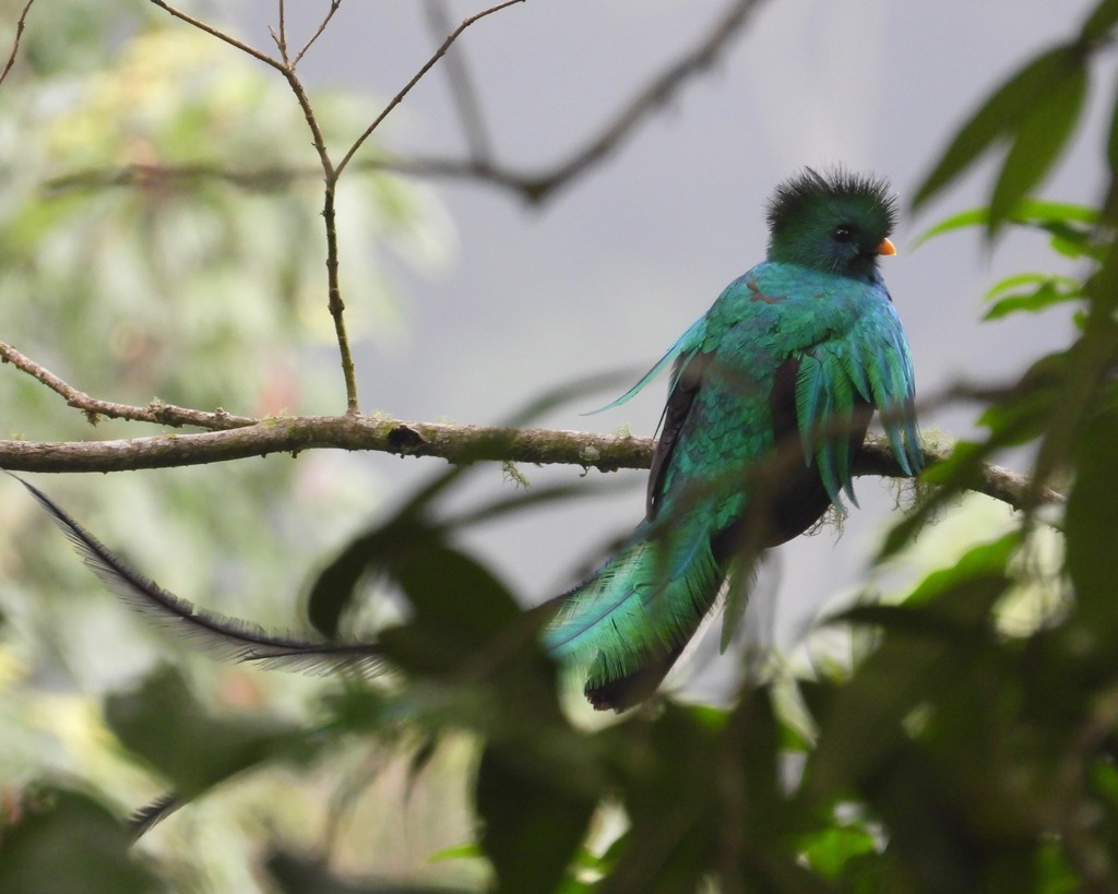 Resplendent Quetzal (Guatemalan)