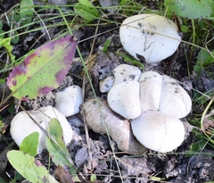 Psathyrella epimyces