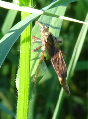 Asilus sericeus