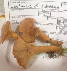 Lactarius substriatus