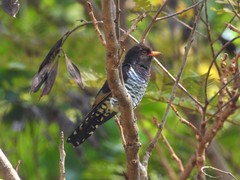 Chrysococcyx xanthorhynchus