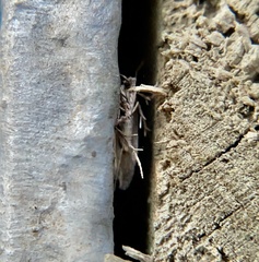 Blastobasis maroccanella