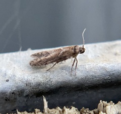 Blastobasis maroccanella