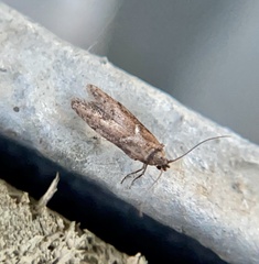 Blastobasis maroccanella
