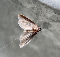 Blastobasis maroccanella