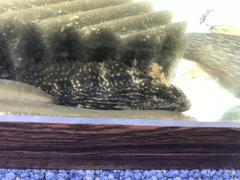 Chasmodes bosquianus
