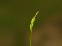 Carex leptalea