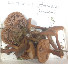 Lactarius atrobadius
