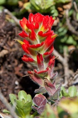 Castilleja mendocinensis