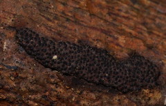 Hypoxylon diatrypeoides