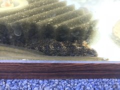 Chasmodes bosquianus