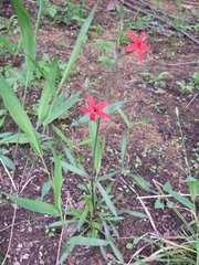 Silene virginica