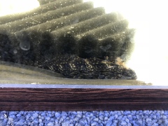 Chasmodes bosquianus