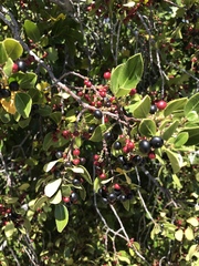 Rhamnus alaternus
