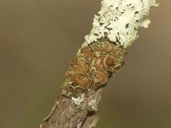 Tuckermanella fendleri