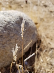 Bromus hordeaceus