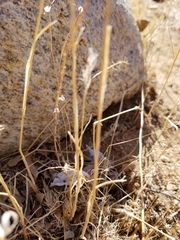 Bromus hordeaceus