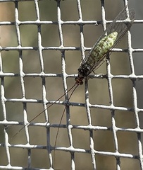 Eremochrysa punctinervis