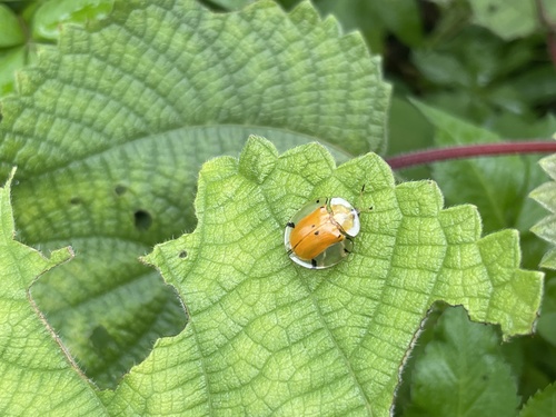 Sweetpotato Leaf Beetle