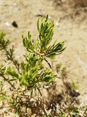 Peucephyllum schottii