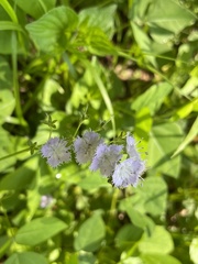 Phacelia purshii