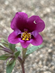 Diplacus kelloggii