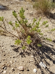 Peucephyllum schottii
