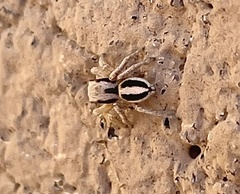 Habronattus virgulatus
