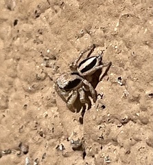 Habronattus virgulatus