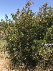 Rhamnus alaternus