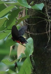 Pachliopta kotzebuea