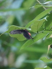 Pachliopta kotzebuea