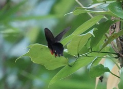 Pachliopta kotzebuea