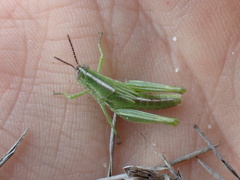 Hesperotettix viridis image