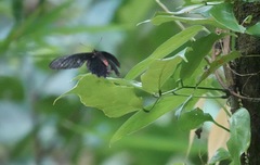 Pachliopta kotzebuea