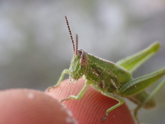Image of Hesperotettix viridis