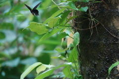 Pachliopta kotzebuea