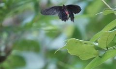 Pachliopta kotzebuea