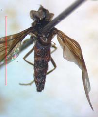 Ocyptamus dimidiatus