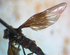 Ocyptamus dimidiatus