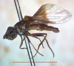 Ocyptamus dimidiatus