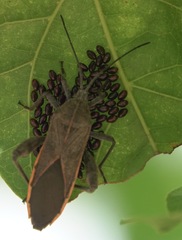 Physomerus grossipes