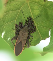 Physomerus grossipes